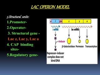 LAC OPERON MODEL
5 Structural units-
1.Promoter-
2.Operater-
3. Structural gene -
Lac z, Lac y, Lac a
4. CAP binding
sites-
5.Regulatory gene-