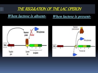 THE REGULATION OF THE LAC OPERON
When lactose is absent- When lactose is present-