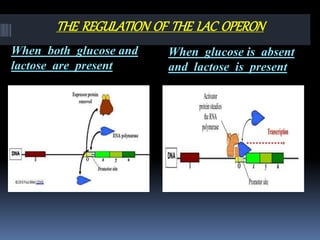 THE REGULATION OF THE LAC OPERON
When both glucose and
lactose are present
When glucose is absent
and lactose is present