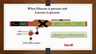 P Lac I Lac I P O Lac Z Lac Y Lac A
Transcription
When Glucose is present and
Lactose is present
CAP
cAMP
CAP cAMP complex
RNA
polymerase
High glucose = Low cAMP (Concentration)
 