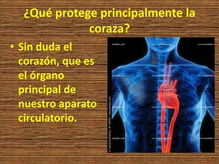 ¿Qué protege principalmente la
coraza?
• Sin duda el
corazón, que es
el órgano
principal de
nuestro aparato
circulatorio.
 
