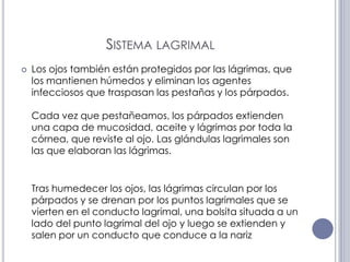 Sistema lagrimalLos ojos también están protegidos por las lágrimas, que los mantienen húmedos y eliminan los agentes infecciosos que traspasan las pestañas y los párpados.Cada vez que pestañeamos, los párpados extienden una capa de mucosidad, aceite y lágrimas por toda la córnea, que reviste al ojo. Las glándulas lagrimales son las que elaboran las lágrimas.Tras humedecer los ojos, las lágrimas circulan por los párpados y se drenan por los puntos lagrimales que se vierten en el conducto lagrimal, una bolsita situada a un lado del punto lagrimal del ojo y luego se extienden y salen por un conducto que conduce a la nariz
