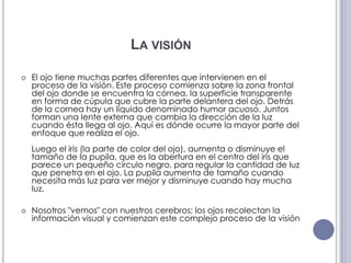 La visiónEl ojo tiene muchas partes diferentes que intervienen en el proceso de la visión. Este proceso comienza sobre la zona frontal del ojo donde se encuentra la córnea, la superficie transparente en forma de cúpula que cubre la parte delantera del ojo. Detrás de la cornea hay un líquido denominado humor acuoso. Juntos forman una lente externa que cambia la dirección de la luz cuando ésta llega al ojo. Aquí es dónde ocurre la mayor parte del enfoque que realiza el ojo.Luego el iris (la parte de color del ojo), aumenta o disminuye el tamaño de la pupila, que es la abertura en el centro del iris que parece un pequeño círculo negro, para regular la cantidad de luz que penetra en el ojo. La pupila aumenta de tamaño cuando necesita más luz para ver mejor y disminuye cuando hay mucha luz.Nosotros "vemos" con nuestros cerebros; los ojos recolectan la información visual y comienzan este complejo proceso de la visión
