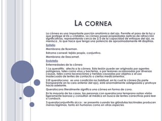 La corneaLa córnea es una importante porción anatómica del ojo. Permite el paso de la luz y que protege al iris y cristalino. La córnea posee propiedades ópticas de refracción significativas, representando cerca de 2/3 de la capacidad de enfoque del ojo, es menisca , lo que hace que tenga una potencia de aproximadamente 44 dioptrías. EpitelioMembrana de Bowman. Estroma corneal: tejido propio, conjuntivo. Membrana de Descemet. Endotelio Enfermedades de la córnea 1.La queratitis:  afecta a la córnea. Esta lesión puede ser originada por agentes patógenos, tales como virus y bacterias, o por lesiones ocasionadas por diversas causas, tales como laceraciones y heridas causadas por objetos o el uso inadecuado de lentes de contacto o ciertos medicamentos. 2.El queratocono:  es una condición no habitual, en la cual la córnea (la parte transparente en la cara anterior del ojo), está anormalmente adelgazada y protruye hacia adelante.Queratocono literalmente significa una córnea en forma de cono.En la mayoría de los casos, las personas con queratocono temprano notan visión ligeramente borrosa y consultan al médico en busca de lentes correctivas para leer o conducir. 3.queratoconjuntivitis sicca : se presenta cuando las glándulas lacrimales producen menos lágrimas, tanto en humanos como en otras especies