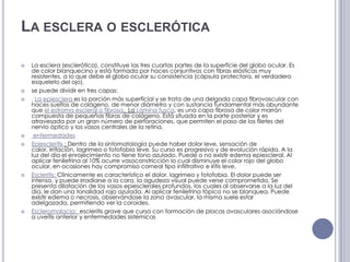 La esclera o escleróticaLa esclera (esclerótica), constituye las tres cuartas partes de la superficie del globo ocular. Es de color blanquecino y está formada por haces conjuntivos con fibras elásticas muy resistentes, a lo que debe el globo ocular su consistencia (cápsula protectora, el verdadero esqueleto del ojo). se puede dividir en tres capas:. La epiescleraes la porción más superficial y se trata de una delgada capa fibrovascular con haces sueltos de colágeno, de menor diámetro y con sustancia fundamental más abundante que el estroma escleral o fibrosa.  La Lámina fusca, es una capa fibrosa de color marrón compuesta de pequeñas fibras de colágeno. Está situada en la parte posterior y es atravesada por un gran número de perforaciones, que permiten el paso de los filetes del nervio óptico y los vasos centrales de la retina.  enfermedadesEpiescleritis: Dentro de la sintomatología puede haber dolor leve, sensación de calor, irritación, lagrimeo o fotofobia leve. Su curso es progresivo y de evolución rápida. A la luz del día el enrojecimiento no tiene tono azulado. Puede o no existir edema epiescleral. Al aplicar fenilefrina al 10% ocurre vasoconstricción lo cual disminuye el color rojo del globo ocular, en ocasiones hay compromiso corneal tipo infiltrativo e iritis leve.Escleritis: Clínicamente es característico el dolor, lagrimeo y fotofobia. El dolor puede ser intenso, y puede irradiarse a la cara, la agudeza visual puede verse comprometida. Se presenta dilatación de los vasos epiesclerales profundos, los cuales al observarse a la luz del día, le dan una tonalidad rojo azulada. Al aplicar fenilefrina tópica no se blanquea. Puede existir edema o necrosis, observándose la zona avascular, la misma suele estar adelgazada, permitiendo ver la coroides.Escleromalacia:  escleritis grave que cursa con formación de placas avasculares asociándose a uveítis anterior y enfermedades sistémicas 