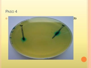 PASO 4
 Repite el mismo procedimiento anterior colocando
dentro del vaso numero 2 una fibra humedecida
con vinagre y en vaso 3 igual
 