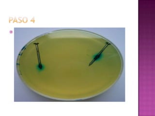  Repite el mismo procedimiento anterior
colocando dentro del vaso numero 2 una
fibra humedecida con vinagre y en vaso 3
igual
 