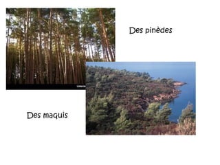Des pinèdes
Des maquis
 
