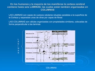 En los humanos y la mayoría de los mamíferos la corteza cerebral
contiene hasta seis LAMINAS, las cuales están también organizadas en
                           COLUMNAS

 LAS LAMINAS son capas de cuerpos celulares situadas paralelas a la superficie de
 la Corteza y separadas unas de otras por capas de fibras
 LAS COLUMNAS son células organizadas con propiedades similares, colocadas de
 forma perpendicular a las laminas




          L
          A
          M
          I
          N
          A
          S




                                       COLUMNAS
 