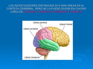 LOS INVESTIGADORES DISTINGUEN 50 O MAS AREAS EN AL
CORTEZA CEREBRAL, PERO SE LA PUEDE DIVIDIR EN CUATRO
  LOBULOS: OCCIPITAL, PARIETAL, TEMPORAL Y FRONTAL
 