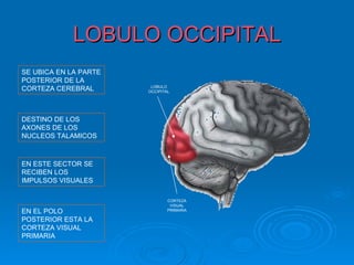 LOBULO OCCIPITAL
SE UBICA EN LA PARTE
POSTERIOR DE LA
CORTEZA CEREBRAL        LOBULO
                       OCCIPITAL




DESTINO DE LOS
AXONES DE LOS
NUCLEOS TALAMICOS



EN ESTE SECTOR SE
RECIBEN LOS
IMPULSOS VISUALES

                               CORTEZA
                                VISUAL
EN EL POLO                     PRIMARIA

POSTERIOR ESTA LA
CORTEZA VISUAL
PRIMARIA
 