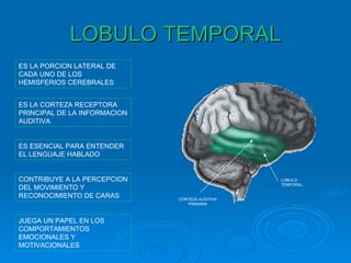 LOBULO TEMPORAL
ES LA PORCION LATERAL DE
CADA UNO DE LOS
HEMISFERIOS CEREBRALES


ES LA CORTEZA RECEPTORA
PRINCIPAL DE LA INFORMACION
AUDITIVA


ES ESENCIAL PARA ENTENDER
EL LENGUAJE HABLADO


CONTRIBUYE A LA PERCEPCION                       LOBULO
                                                 TEMPORAL
DEL MOVIMIENTO Y
RECONOCIMIENTO DE CARAS       CORTEZA AUDITIVA
                                 PRIMARIA



JUEGA UN PAPEL EN LOS
COMPORTAMIENTOS
EMOCIONALES Y
MOTIVACIONALES
 