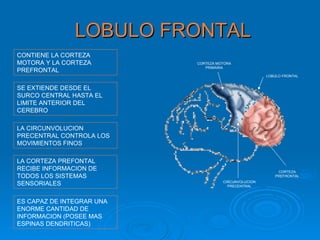 LOBULO FRONTAL
CONTIENE LA CORTEZA
MOTORA Y LA CORTEZA        CORTEZA MOTORA
                              PRIMARIA
PREFRONTAL
                                                      LOBULO FRONTAL


SE EXTIENDE DESDE EL
SURCO CENTRAL HASTA EL
LIMITE ANTERIOR DEL
CEREBRO

LA CIRCUNVOLUCION
PRECENTRAL CONTROLA LOS
MOVIMIENTOS FINOS

LA CORTEZA PREFONTAL
RECIBE INFORMACION DE                                     CORTEZA
TODOS LOS SISTEMAS                                       PREFRONTAL

SENSORIALES                          CIRCUNVOLUCION
                                       PRECENTRAL



ES CAPAZ DE INTEGRAR UNA
ENORME CANTIDAD DE
INFORMACION (POSEE MAS
ESPINAS DENDRITICAS)
 