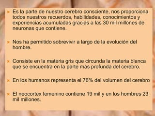 Es la parte de nuestro cerebro consciente, nos proporciona
todos nuestros recuerdos, habilidades, conocimientos y
experiencias acumuladas gracias a las 30 mil millones de
neuronas que contiene.
 Nos ha permitido sobrevivir a largo de la evolución del
hombre.
 Consiste en la materia gris que circunda la materia blanca
que se encuentra en la parte mas profunda del cerebro.
 En los humanos representa el 76% del volumen del cerebro
 El neocortex femenino contiene 19 mil y en los hombres 23
mil millones.
 