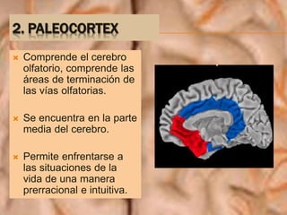 2. PALEOCORTEX
 Comprende el cerebro
olfatorio, comprende las
áreas de terminación de
las vías olfatorias.
 Se encuentra en la parte
media del cerebro.
 Permite enfrentarse a
las situaciones de la
vida de una manera
prerracional e intuitiva.
 