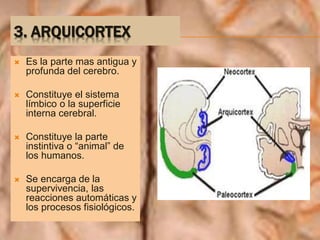 3. ARQUICORTEX
 Es la parte mas antigua y
profunda del cerebro.
 Constituye el sistema
límbico o la superficie
interna cerebral.
 Constituye la parte
instintiva o “animal” de
los humanos.
 Se encarga de la
supervivencia, las
reacciones automáticas y
los procesos fisiológicos.
 