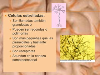  Células estrelladas:
 Son llamadas también
granulosas o
 Pueden ser redondas o
polimorfas
 Son mas pequeñas que las
piramidales y bastante
proporcionadas
 Son receptoras
 Abundan en la corteza
somatosensorial
 
