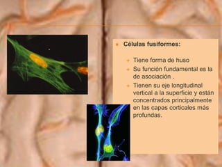  Células fusiformes:
 Tiene forma de huso
 Su función fundamental es la
de asociación .
 Tienen su eje longitudinal
vertical a la superficie y están
concentrados principalmente
en las capas corticales más
profundas.
 