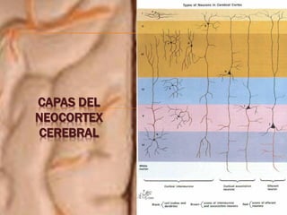 CAPAS DEL
NEOCORTEX
CEREBRAL
 