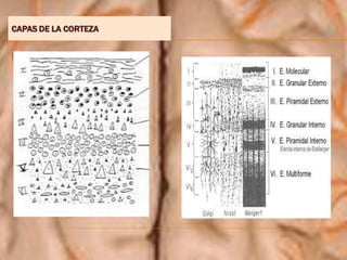 CAPAS DE LA CORTEZA
 