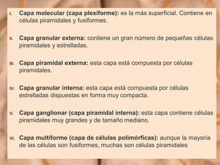 I. Capa molecular (capa plexiforme): es la más superficial. Contiene en
células piramidales y fusiformes.
II. Capa granular externa: contiene un gran número de pequeñas células
piramidales y estrelladas.
III. Capa piramidal externa: esta capa está compuesta por células
piramidales.
IV. Capa granular interna: esta capa está compuesta por células
estrelladas dispuestas en forma muy compacta.
V. Capa ganglionar (capa piramidal interna): esta capa contiene células
piramidales muy grandes y de tamaño mediano.
VI. Capa multiforme (capa de células polimórficas): aunque la mayoría
de las células son fusiformes, muchas son células piramidales
 