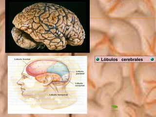 
Lóbulos cerebrales
 