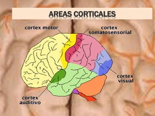 AREAS CORTICALES
 