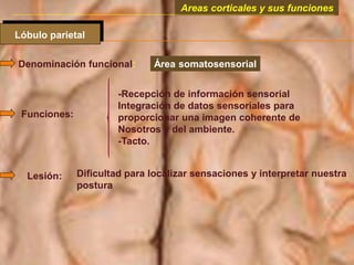 Areas corticales y sus funciones
Lóbulo parietal
Denominación funcional: Área somatosensorial
Funciones:
-Recepción de información sensorial
Integración de datos sensoriales para
proporcionar una imagen coherente de
Nosotros y del ambiente.
-Tacto.
Lesión: Dificultad para localizar sensaciones y interpretar nuestra
postura
 