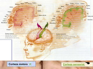 Corteza sensorial Corteza motora 
 