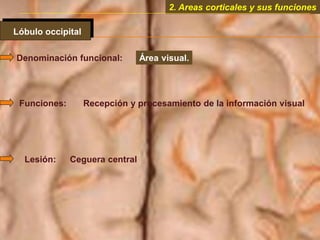 2. Areas corticales y sus funciones
Lóbulo occipital
Denominación funcional: Área visual.
Funciones: Recepción y procesamiento de la información visual
Lesión: Ceguera central
 