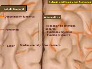 2. Areas corticales y sus funciones
Lóbulo temporal
Denominación funcional: Área auditiva
Funciones:
-Recepción de estímulos
sonoros.
- Funciones mnesicas
- Función evaluativa
Lesión: Sordera central y fallos mnesicos
 