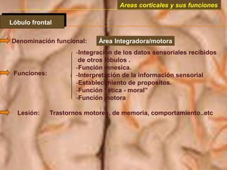 Areas corticales y sus funciones
Lóbulo frontal
Denominación funcional: Área Integradora/motora
Funciones:
-Integración de los datos sensoriales recibidos
de otros lóbulos .
-Función mnesica.
-Interpretación de la información sensorial
-Establecimiento de propositos.
-Función “ética - moral”
-Función motora
Lesión: Trastornos motores, de memoria, comportamiento..etc
 