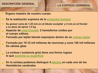 LA CORTEZA CEREBRAL
DESCRIPCIÓN GENERAL
Órgano maestro de nuestro cuerpo
Aspecto de nuez Crecida: 2 hemisferios unidos por
el cuerpo calloso.
Formado por tejido blando esponjoso dentro de un cráneo rígido
Es la realización suprema de la evolución humana
Formado por 10-12 mil millones de neuronas y unos 120 mil millones
De células glias
Su grosor varia de 1.25 mm en el lóbulo occipital y 4 mm en el frontal
y su peso de aprox 1,5 kg
La corteza ( sustancia gris) tiene una forma rugosa
lo que aumenta su superficie
En la corteza podemos distinguir 4 lóbulos en cada uno de los
Hemisferios cerebrales

 