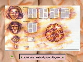 La corteza cerebral y sus pliegues
 