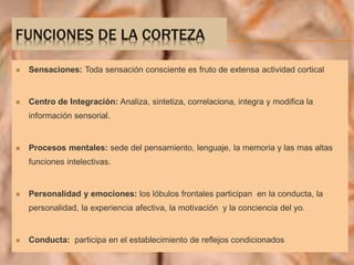 FUNCIONES DE LA CORTEZA
 Sensaciones: Toda sensación consciente es fruto de extensa actividad cortical
 Centro de Integración: Analiza, sintetiza, correlaciona, integra y modifica la
información sensorial.
 Procesos mentales: sede del pensamiento, lenguaje, la memoria y las mas altas
funciones intelectivas.
 Personalidad y emociones: los lóbulos frontales participan en la conducta, la
personalidad, la experiencia afectiva, la motivación y la conciencia del yo.
 Conducta: participa en el establecimiento de reflejos condicionados
 