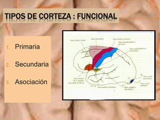 TIPOS DE CORTEZA : FUNCIONAL
1. Primaria
2. Secundaria
3. Asociación
 