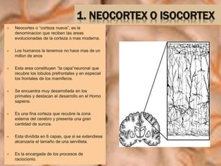 1. NEOCORTEX O ISOCORTEX
 Neocortex o “corteza nueva”, es la
denominacion que reciben las areas
evolucionadas de la corteza o mas moderna.
 Los humanos la tenemos no hace mas de un
millon de anos
 Esta area constituyen “la capa”neuronal que
recubre los lobulos prefrontales y en especial
los frontales de los mamiferos.
 Se encuentra muy desarrollada en los
primates y destacan el desarrollo en el Homo
sapiens.
 Es una fina corteza que recubre la zona
externa del cerebro y presenta una gran
cantidad de surcos.
 Esta dividida en 6 capas, que si se extendiese
alcanzaria el tamaño de una servilleta.
 Es la encargada de los procesos de
raciocionio.
 