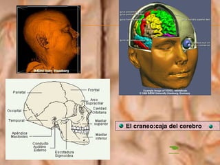 El craneo:caja del cerebro

 
