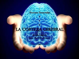 LA CORTEZA CEREBRAL
Psicofisiologìa II
MSc. Mariela Laínez C.
Procesos Sensoriales
 