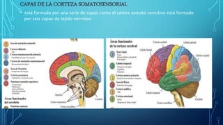 CAPAS DE LA CORTEZA SOMATOSENSORIAL
• está formada por una serie de capas como el córtex somato sensitivo está formado
por seis capas de tejido nervioso.
 