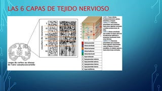 LAS 6 CAPAS DE TEJIDO NERVIOSO .
 