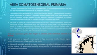 ÁREA SOMATOSENSORIAL PRIMARIA
• La corteza somatosensorial se divide en dos áreas específicas. La primera área somatosensorial, esta zona
es la principal encargada del tratamiento de las sensaciones somáticas.
• Los receptores reciben la información del exterior relativa al tacto, al dolor y la temperatura y la información
que nos permite saber en qué postura o situación se encuentra nuestro cuerpo. En el mismo momento en el
que estos receptores perciben cualquiera de estas sensación, transmiten la información a la corteza
somatosensorial primaria a través de las fibras nerviosas que se encuentran en el tálamo.
• cada una de las regiones de la corteza somatosensorial, en este caso la corteza somatosensorial primaria, está
especializada en recibir la información de una zona específica de nuestro cuerpo. Esta disposición está en
función del nivel de las diferentes zonas corporales, por lo que zonas muy sensibles como los labios, las
manos o los genitales, que poseen un gran número de terminaciones nerviosas, requieren de muchos más
circuitos neuronales y de un área en la corteza mucho más extensa.
Existe una representación gráfica esta imagen es conocida como homúnculo sensorial o de
Penfield.
En ella se representa un mapa de la corteza cerebral en el que se presentan cómo los diferentes órganos y
sentidos del cuerpo poseen un lugar específico en el cerebro.
en el homúnculo sensorial el tamaño de los órganos representados está en función del número de terminaciones
nerviosas que posee y de la importancia funcional de la zona específica. Es decir, a más terminaciones, mayor
es el tamaño de la representación.
 