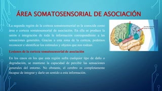 ÁREA SOMATOSENSORIAL DE ASOCIACIÓN
La segunda región de la corteza somatosensorial es la conocida como
área o corteza somatosensorial de asociación. En ella se produce la
unión e integración de toda la información correspondiente a las
sensaciones generales. Gracias a esta zona de la corteza, podemos
reconocer e identificar los estímulos y objetos que nos rodean.
Lesiones de la corteza somatosensorial de asociación
En los casos en los que esta región sufra cualquier tipo de daño o
degradación, se mantiene la capacidad de percibir las sensaciones
generales del entorno. No obstante, el cerebro es completamente
incapaz de integrar y darle un sentido a esta información.
 