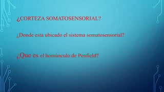 ¿CORTEZA SOMATOSENSORIAL?
¿Donde esta ubicado el sistema somatosensorial?
¿Que es el homúnculo de Penfield?
 