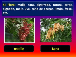 4) Flora: molle, tara, algarrobo, totora, arroz, 
algodón, maíz, uva, caña de azúcar, limón, fresa, 
etc. 
molle tara 
 
