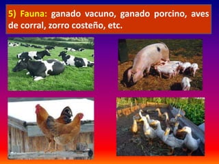 5) Fauna: ganado vacuno, ganado porcino, aves 
de corral, zorro costeño, etc. 
 