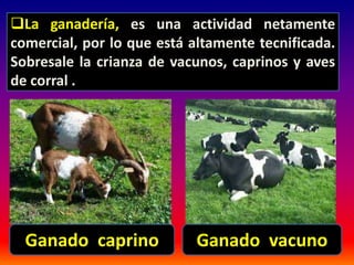 La ganadería, es una actividad netamente 
comercial, por lo que está altamente tecnificada. 
Sobresale la crianza de vacunos, caprinos y aves 
de corral . 
Ganado caprino Ganado vacuno 
 