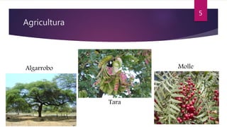 Agricultura
Algarrobo
Tara
Molle
5
 