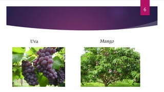 Uva Mango
6
 
