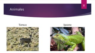 Animales
Taruca Iguana
8
 